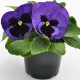 Віола Inspire DeluXXe Blue Surprise, 100 шт, Benary