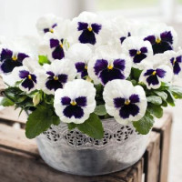 Віола Inspire DeluXXe White Blotch, 100 шт, Benary