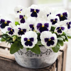 Віола Inspire DeluXXe White Blotch, 100 шт, Benary