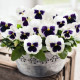 Віола Inspire DeluXXe White Blotch, 100 шт, Benary