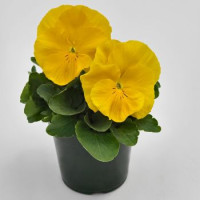 Віола Inspire DeluXXe Yellow, 100 шт, Benary