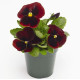 Виола Inspire PLUS Red Blotch