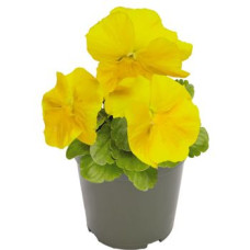 Виола Inspire PLUS Yellow