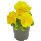 Виола Inspire PLUS Yellow
