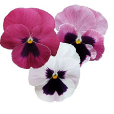 Віола Inspire DeluXXe Pink Surprise Blotch, 100 шт, Benary