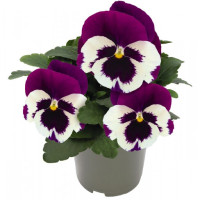 Віола Inspire DeluXXe White Violet Wing, 500 шт, Benary