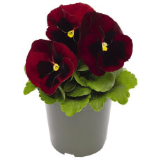 Виола Inspire DeluXXe Red Blotch