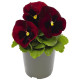 Виола Inspire DeluXXe Red Blotch
