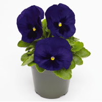 Віола Inspire DeluXXe Deep Blue Blotch, 100 шт, Benary