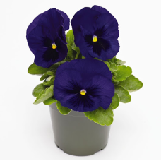 Віола Inspire DeluXXe Deep Blue Blotch, 100 шт, Benary