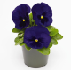 Віола Inspire DeluXXe Deep Blue Blotch, 500 шт, Benary