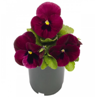 Виола Inspire DeluXXe Deep Rose Blotch
