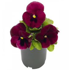 Виола Inspire DeluXXe Deep Rose Blotch