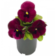Виола Inspire DeluXXe Deep Rose Blotch