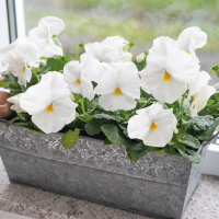 Віола Inspire DeluXXe White, 500 шт, Benary