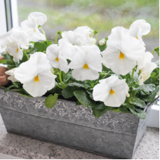 Віола Inspire DeluXXe White, 100 шт, Benary