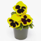 Віола Inspire DeluXXe Yellow Blotch, 100 шт, Benary