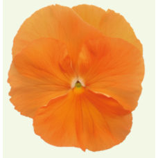 Виола Inspire DeluXXe Orange