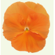 Виола Inspire DeluXXe Orange