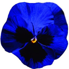 Віола Italia F1 Deep Blue with Blotch, 50 шт, Farao