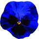 Віола Italia F1 Deep Blue with Blotch, 50 шт, Farao