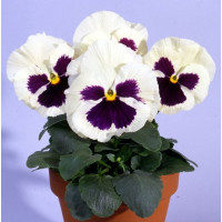 Віола Italia F1 White with Blotch, 50 шт, Farao