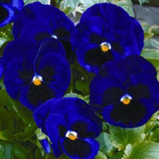 Виола виттрока Karma™ Deep Blue Blotch
