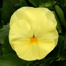 Виола Magnum Primrose
