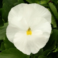 Виола Magnum Pure White