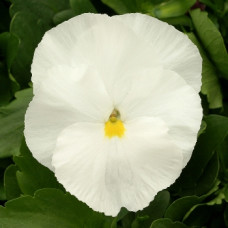 Виола Magnum Pure White
