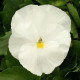 Виола Magnum Pure White