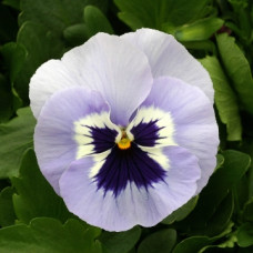Виола Magnum Porcelain Blue Shades