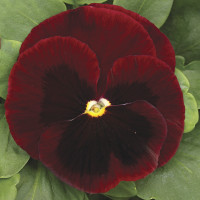 Віола Mammoth™ Big Red, 100 шт, Syngenta