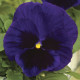 Віола Mammoth™ Deep Blue Dazzle, 500 шт, Syngenta