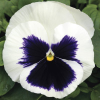 Виола Mammoth™ Glamarama White