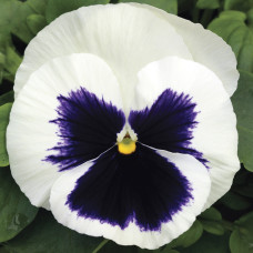 Віола Mammoth™ Glamarama White, 25 шт, Syngenta