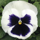 Віола Mammoth™ Glamarama White, 25 шт, Syngenta