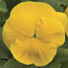 Віола Mammoth™ Prima Yellorina, 25 шт, Syngenta