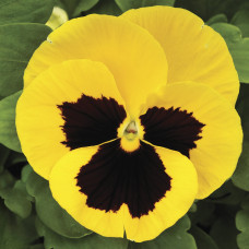Віола Mammoth™ Queen Yellow Bee, 25 шт, Syngenta