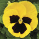 Віола Mammoth™ Queen Yellow Bee, 25 шт, Syngenta