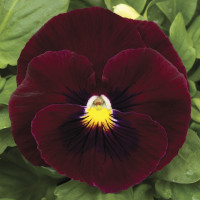 Віола Mammoth™ Rocky Rose, 1000 шт, Syngenta