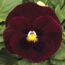 Віола Mammoth™ Rocky Rose, 25 шт, Syngenta