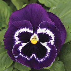 Віола Mammoth™ Viva La Violet, 25 шт, Syngenta