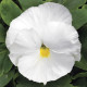 Виола Mammoth™ White Hot