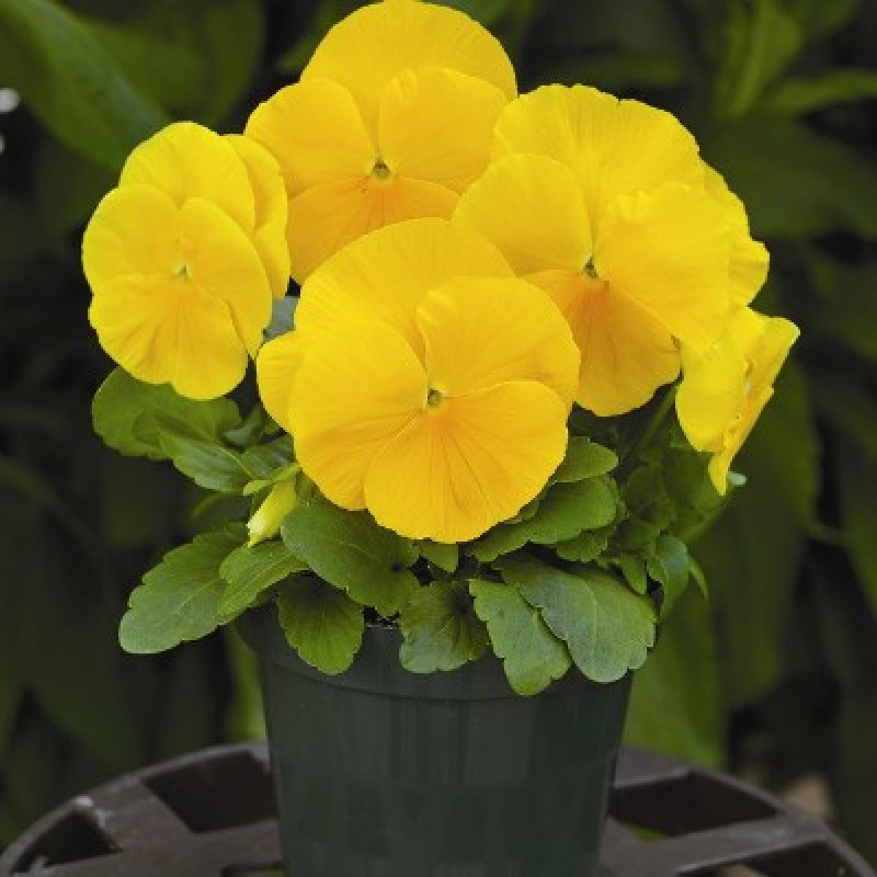 Віола Mammoth™ Prima Yellorina, 25 шт, Syngenta