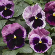 Віола Mammoth™ Pink Berry, 25 шт,  Syngenta