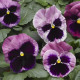 Віола Mammoth™ Pink Berry, 25 шт,  Syngenta