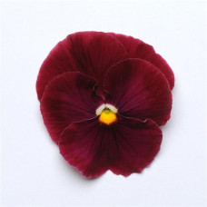 Віола MATRIX® F1 ROSE, 100 шт, PanAmerican