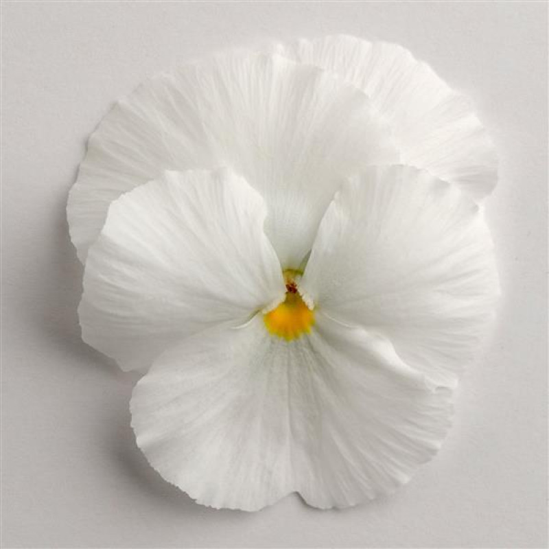 Віола MATRIX® F1 WHITE, 500 шт, PanAmerican