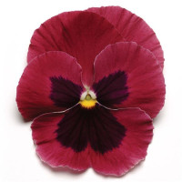 Віола MATRIX® F1 ROSE BLOTCH, 100 шт, PanAmerican